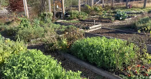 Morning in the Garden 